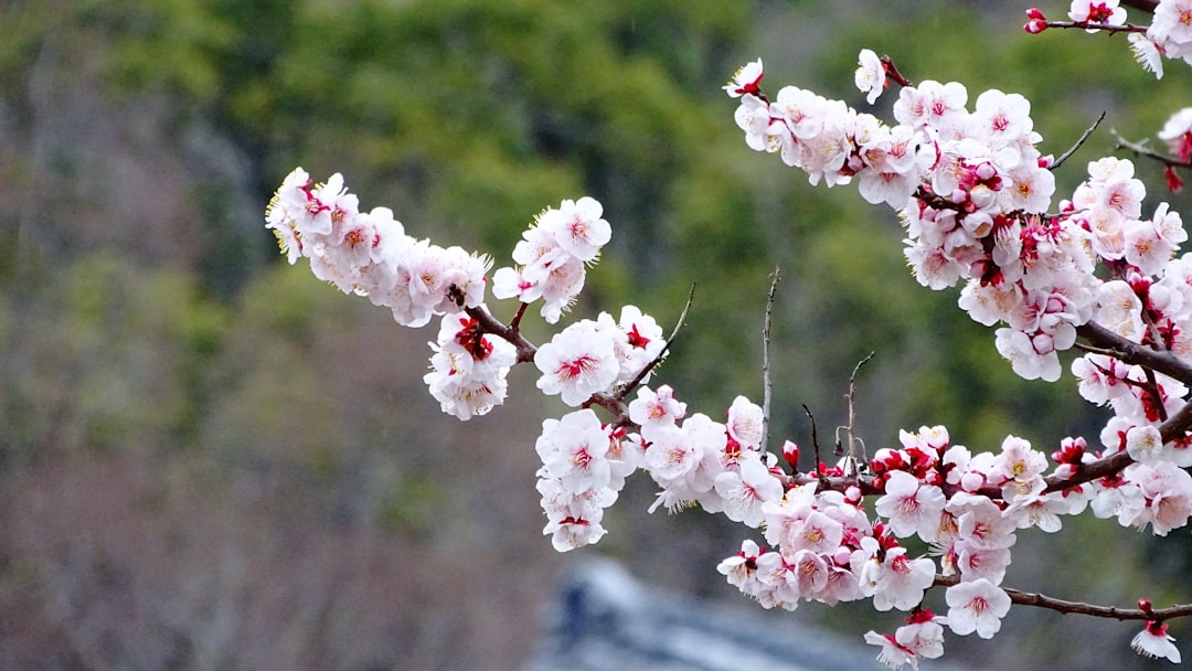 Japan — travel destination